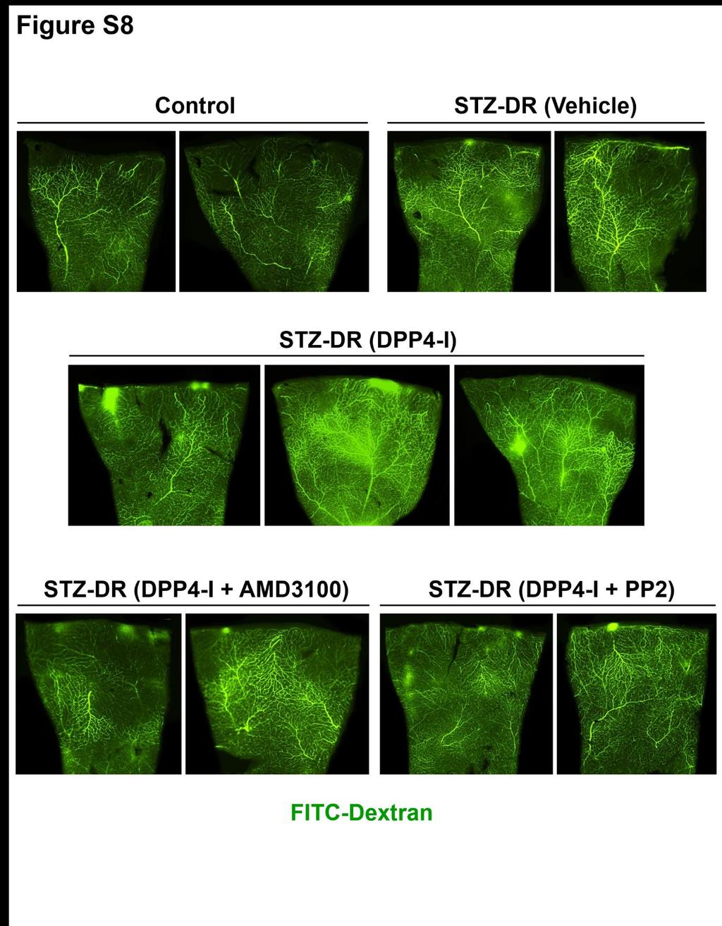 Figure S8. DPP4-inhibitor aggravated vascular leakage in the retinas of diabetic mice.