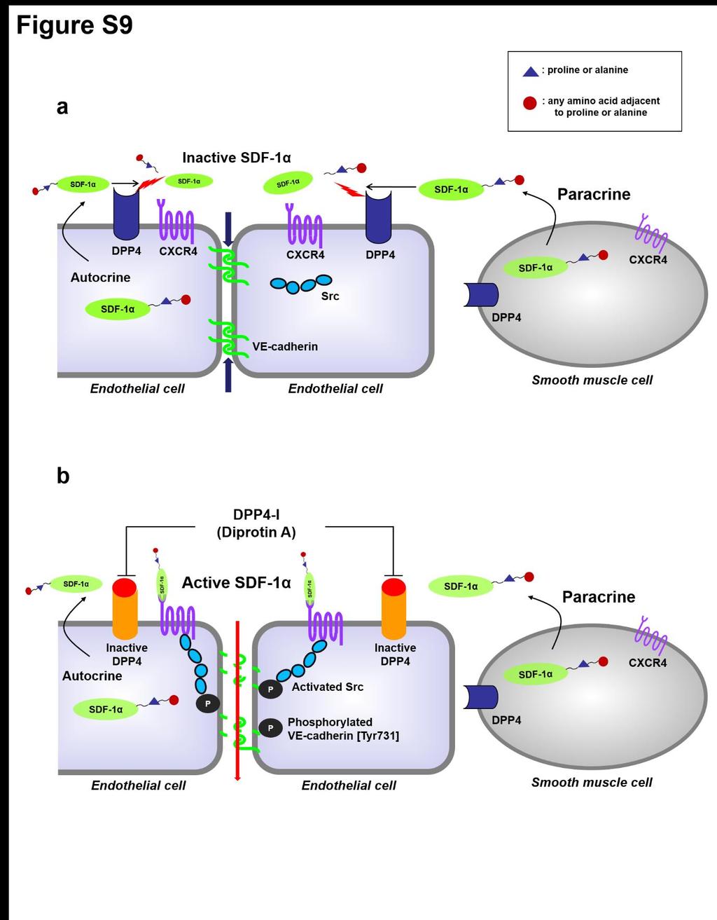 Figure S9. Schemes of how DPP4-inhibitors induce vascular leakage.