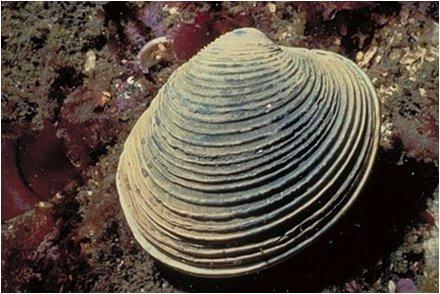 Unit 11 Mollusks and Echinoderms Guided Notes Molluks General Characteristics of Mollusks are a very