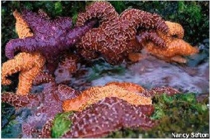 to allow movement. Sea stars have. They have a.