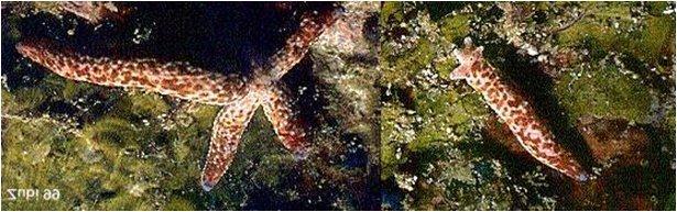 food. The picture below shows a sea star feeding on a