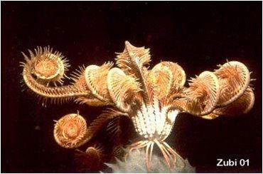 Class Crinoidea (feather stars) Feather stars have. The body of a typical feather star is cup-shaped with.