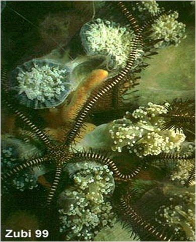 Below is a video of a feather star swimming.... Class Ophiuroidea (brittle stars).