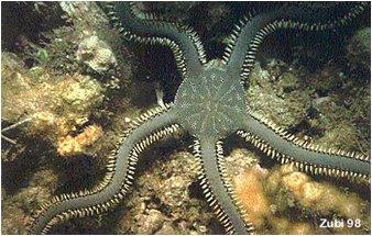 Unlike sea stars, there is no replication of internal organs in each arm just one set in the central disk.
