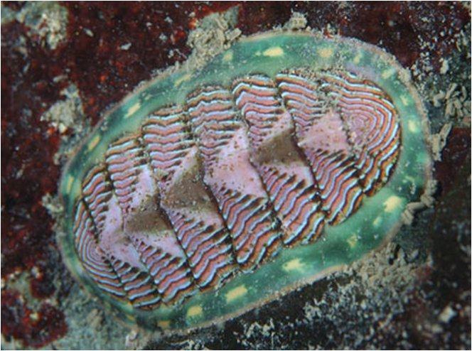 They are Amphineura (polyplacophora), Bivalvia, Gastropoda, and Cephalopoda. The Chitons The Chitons belong to Class. Chitons are with a shell that is made up of.