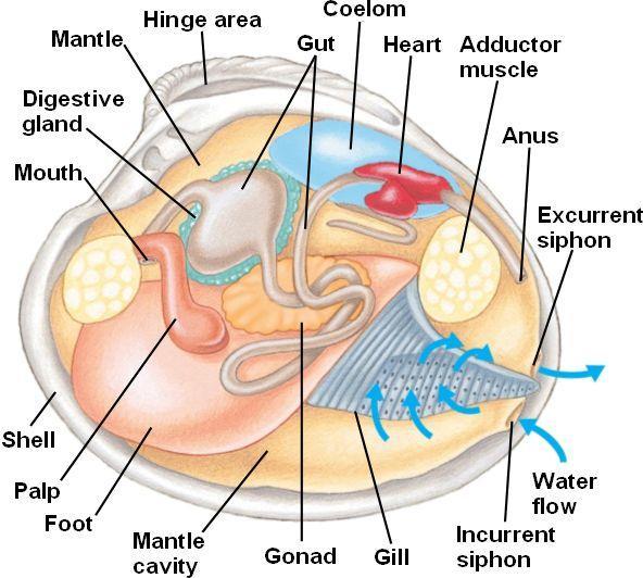 . Bivalves are and take water containing food into the mantle cavity via the incurrent siphon and pass it over the mouth. Excess water is forced out through the excurrent siphon. The.