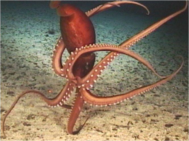 . To generate this propulsion they take water in slowly and expel it so quickly that they are propelled forward. Other features of cephalopods include a and a which is a toothed tongue.