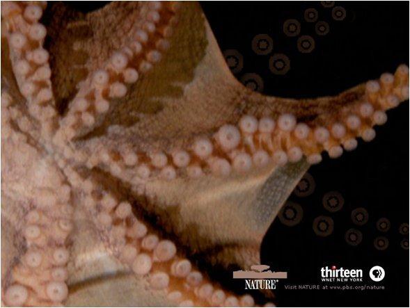 Here is a part of a TED video with a great octapus camouflage video.... Cephalopods have. Their circulatory system is a, so the circulatory fluid is contained within the vessels.