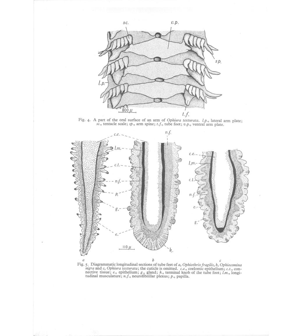 SC. V.p. Fig. 4. A part of the oral surface of an arm of Ophiura texturata. l.p., lateral arm plate; sc., tentacle scale; sp., arm spine; t.f., tube foot; v.p., ventral arm plate. /c.e. - / - nf I I c.