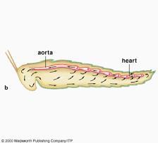 Circulation Open circulatory system Tubular dorsal aorta helps with circulation Insect blood cells Destroy