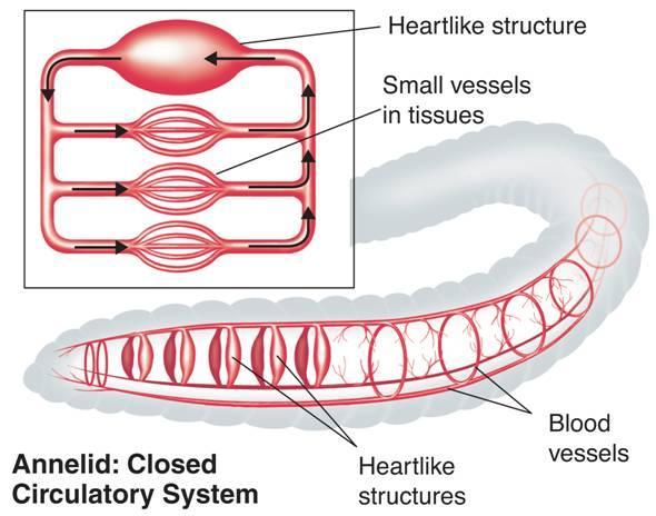 Circulation Among the invertebrates, closed circulatory systems are found in annelids and some mollusks.