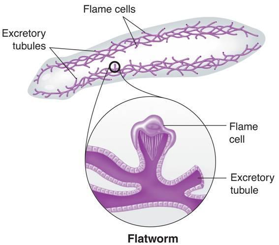 Excretion Flatworms use a network of flame cells to eliminate excess water.