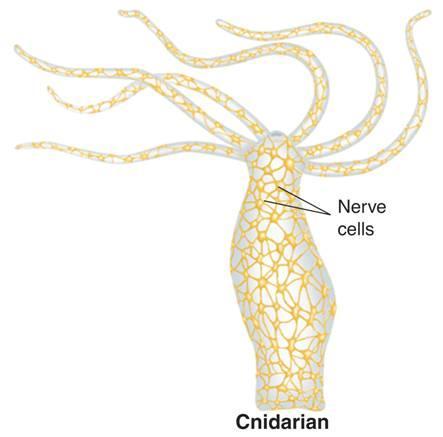 Response Cnidarians have nerve nets which consist of individual nerve cells that