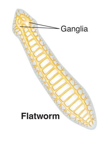 Response In flatworms and roundworms, the nerve cells are more centralized.