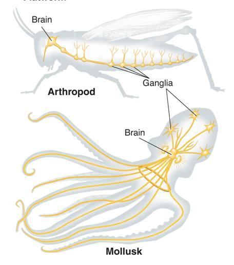 Response In cephalopod mollusks and arthropods, ganglia are
