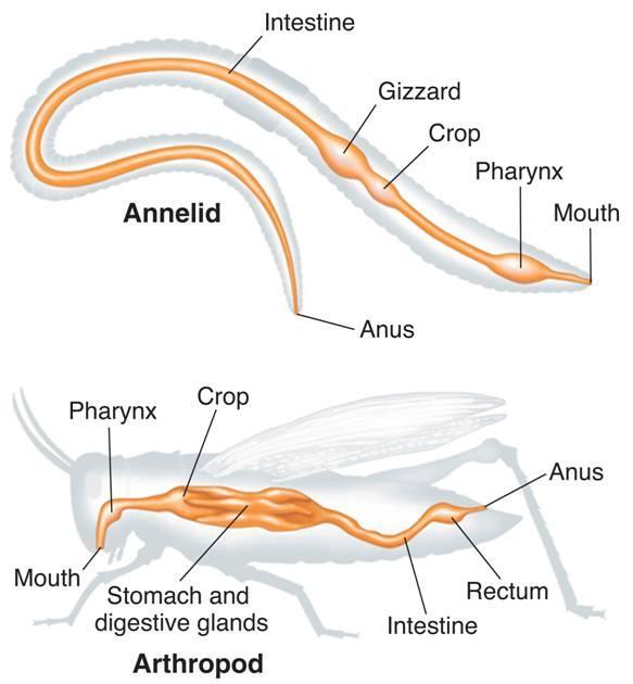Intestine Feeding and Digestion Annelid Gizzard Crop Pharynx Mouth Anus Pharynx