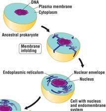Nucleus (DNA in a membrane-bound region) Complex Membrane bound organelles Organelle a structure with a specified