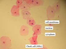 Eukaryotes: Animal & Plant Cells Animal cell