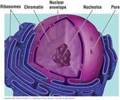 Produce the components of ribosomes Replication
