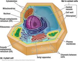 (astrocytes) Eukaryotes: Animal & Plant Cells