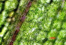Wall w/plasmodesmata Plastids (Chloroplasts,
