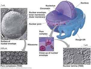 Nuclear envelope Double membrane Pore complexes Gatekeepers Nuclear lamina Protein filaments Maintains shape of nucleus Nucleus