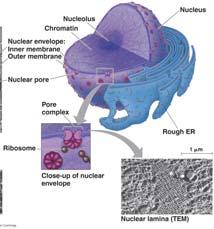 mass of fibers & granules Produces ribosomal RNA (rrna) Assembles components of ribosomes Nucleus Fig. 6.