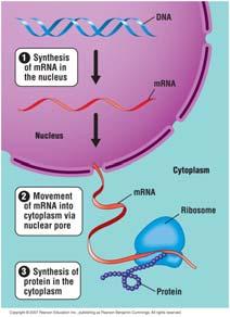 ribosomes make that stay in cytosol DNA Control of the Cell DNA Protein production 1. mrna synthesis 2. mrna travels to ribosomes 3.