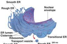 11 Endomembrane System 22 Endoplasmic Reticulum 23 Functions: Manufacturing and distributing cellular products Detoxification of