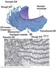 Endoplasmic Reticulum 23 Endoplasmic Reticulum 23 Smooth ER No ribosomes Functions: Lipid production E.g.