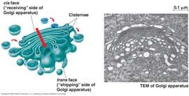 12 Rough ER Ribosomes bound to ER Produces secretory Glyco Transport vesicles Produces membrane Makes phospholipids for
