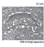 12 The Golgi Apparatus 24 The Golgi Apparatus 24 Receives products from ER Modifies products Stores products Delivers products
