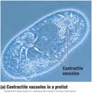 Vacuoles: Animal Cells 26 Central Vacuole: Plant Cells 27 Membrane bound sacs that form ( bud ) from the ER, Golgi