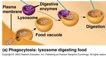Contain material Food vacuole Water pumps Contractile vacuoles Central Vacuole Large can occupy 90% volume of cell