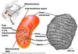 17 DNA Has a double membrane Membrane made by free ribosomes Cristae infoldings of inner membrane Fig. 6.