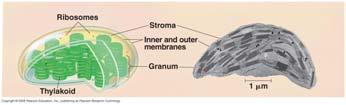 pigments Not part of endomembrane systems Contains its own DNA Has a double membrane Thylakoids flattened