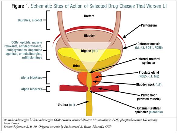 https://www.uspharmacist.com/article/pharmacists role in managing male urinary incontinence 11 Common Drug Offenders Medication Class Effects Diuretics (e.g. furosemide) Caffeine Anticholinergic agents (e.