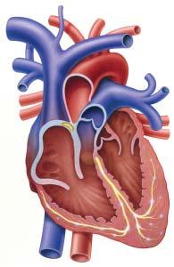 The heart Structurally, the heart consists of two sides, a right and a left. The right side pumps the blood through the lungs to collect oxygen before travelling to the left side of the heart.