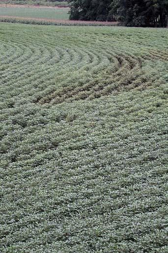 The rows on the right were sprayed for soybean aphids and the rows on the left were unsprayed. (Marlin E.
