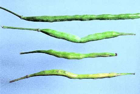 Cabbage Seed Pod Weevil 3) Damage/Symptoms: - Canola pods harboring cabbage seedpod weevil larvae often appear