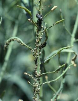 Aphid populations that develop during early bloom and pod-fill can cause deformed,