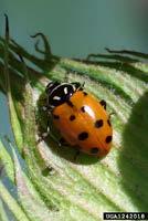 The most important are a parasitic wasp and predatory ladybird beetle larvae and adults.