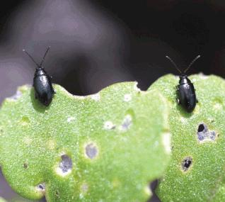(2) Groups of Canola Pests 1) Insects Pests: - Cabbage Seedpod Weevil -