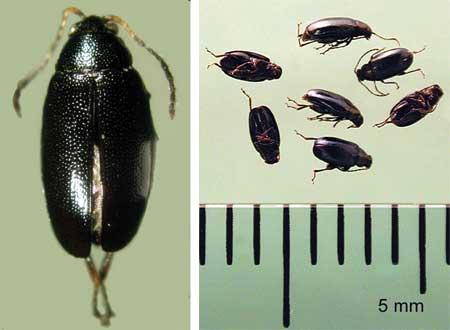 Flea Beetle/Striped Flea Beetle 1) Pest Description: - Flea beetles belong