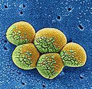 VAP Pathogens Staphylococcus aureus - 24.4% Pseudomonas aeruginosa - 16.3% Enterobacter spp - 8.4% Acinetobacter baumannii - 8.