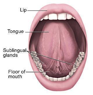 Oromotor function Lip Tongue Dentition Hard and soft palate Oral mucosa Cranial nerve V, VII, IX, X, XII Normal individuals might have no gag
