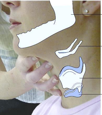 Laryngeal excursion on Dry swallow Mandible Hyoid bone Thyroid