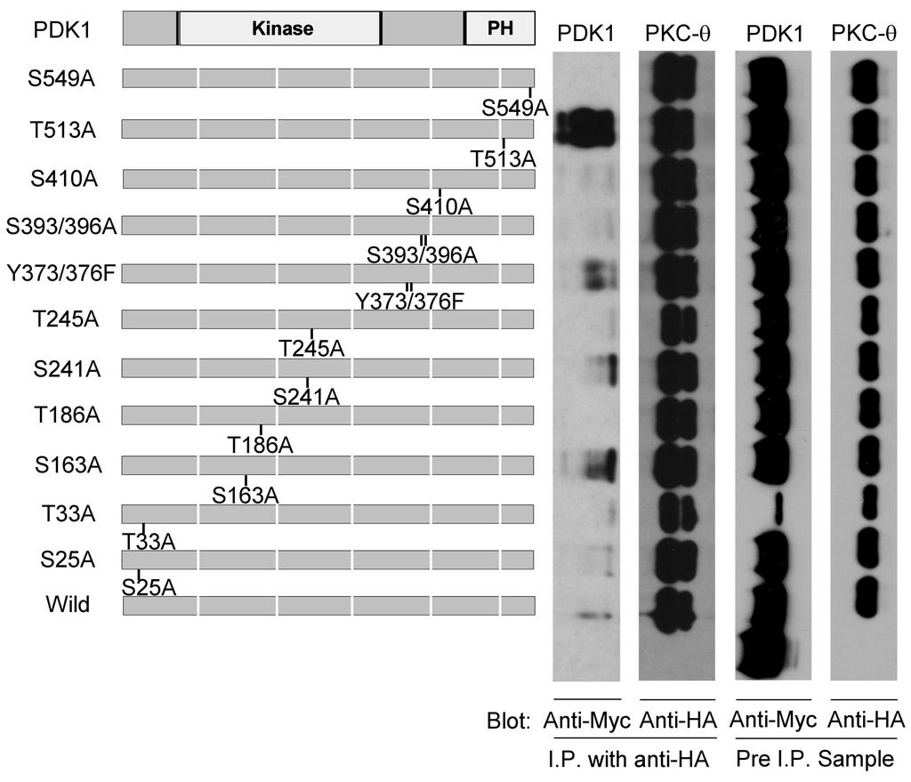 Supplementary Figure 12 T513 is a crucial regulatory site for PDK1 PKC-θ θ binding.