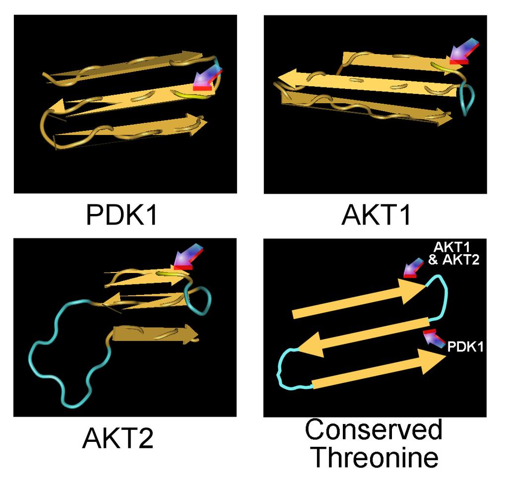 Supplementary Figure 13 between PDK1 and AKT.