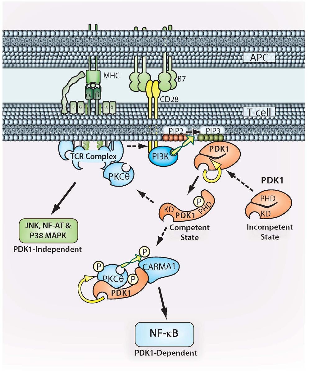 Supplementary Figure 14 PDK1 is essential for integration of TCR and CD28-mediated signaling to NF-κ κb activation.